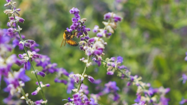 Biodiversität bleibt blinder Fleck in Unternehmenskommunikation - Quelle: Scott Turner/Unsplash
